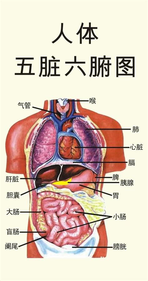 五臟位置|【五臟位置】深入解剖！完整五臟位置圖，一看就懂身。